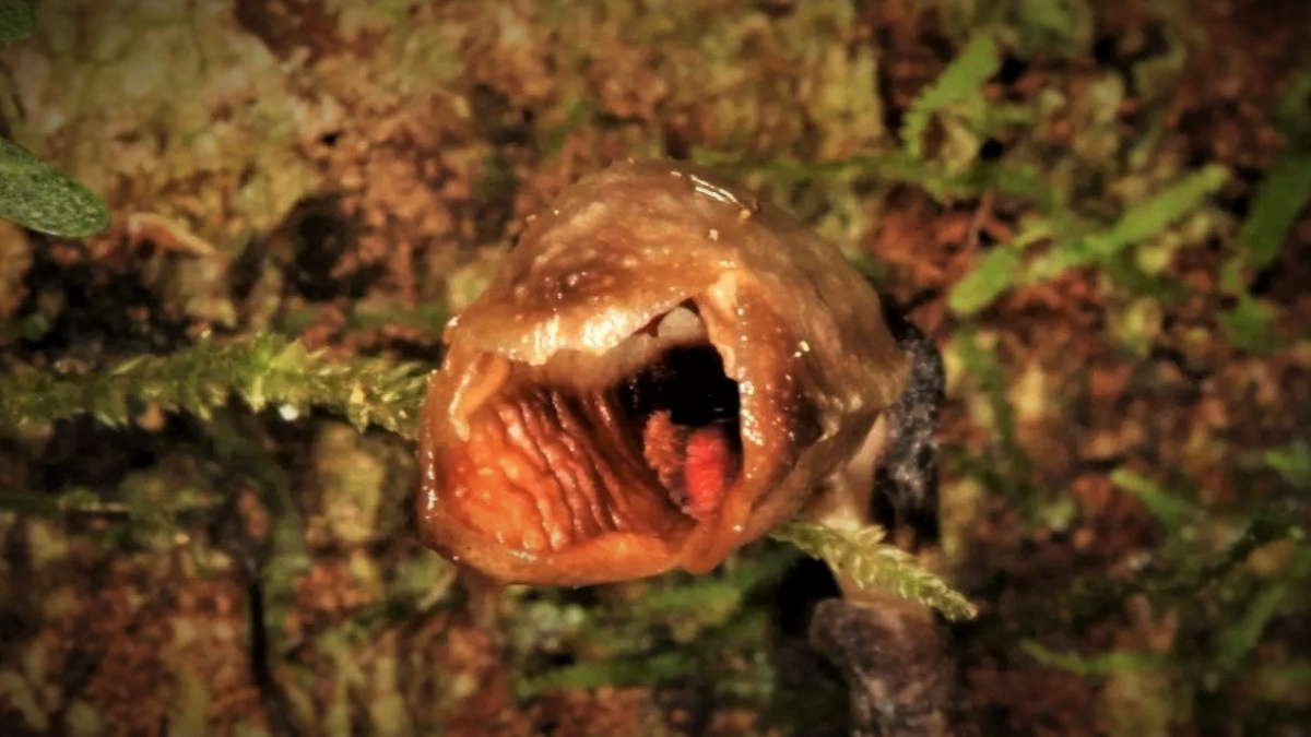 Botanici nalezli nejošklivější orchidej světa