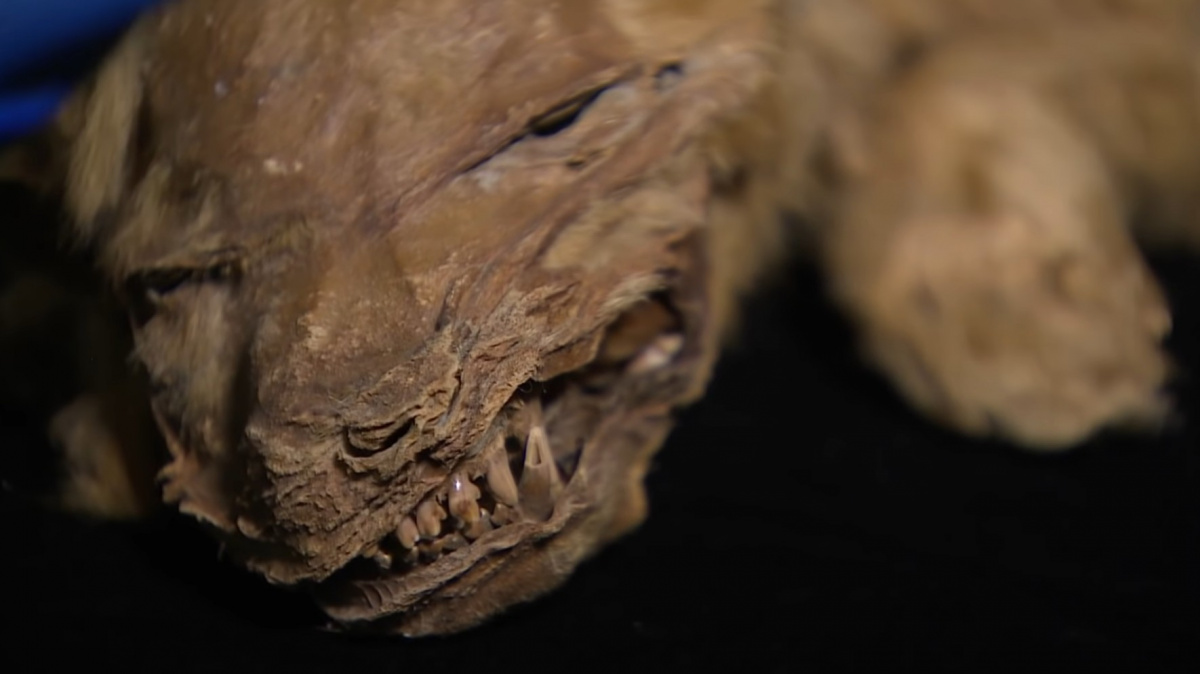 Mumie štěněte stará 57 000 let podala svědectví o životě vlků v pravěku