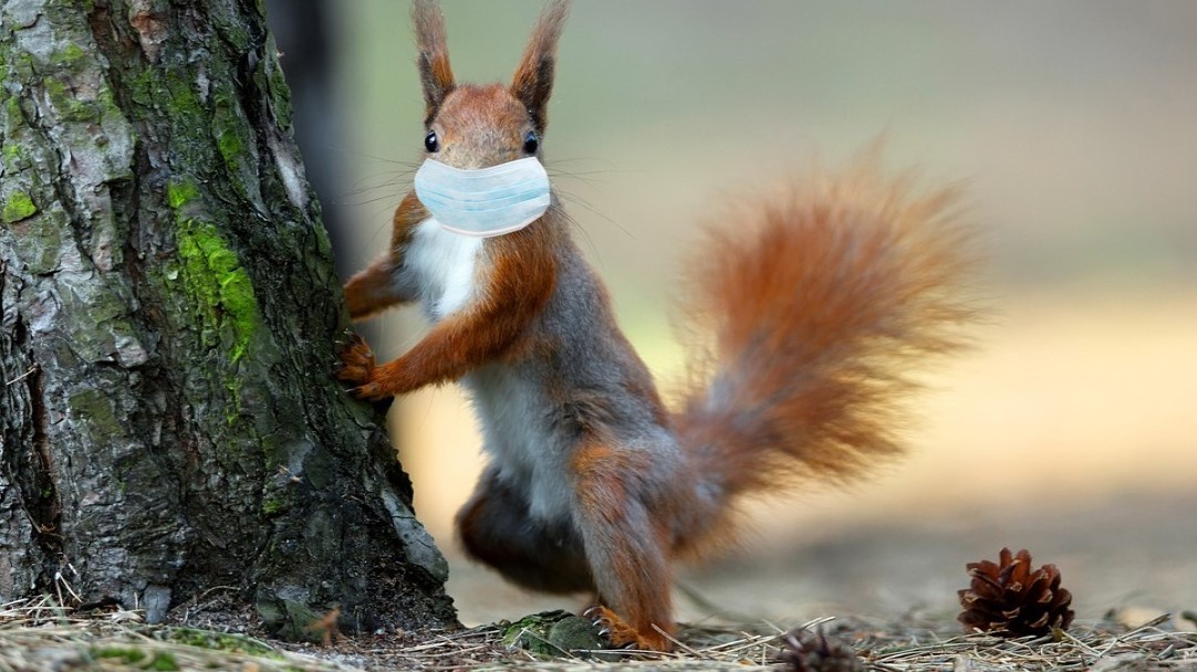 Koronavirus nesnáší dřevo, rychle na něm odumírá