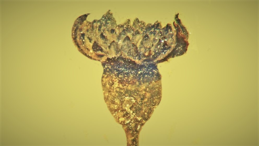 Květ z epochy dinosaurů přečkal 100 milionů let v jantaru