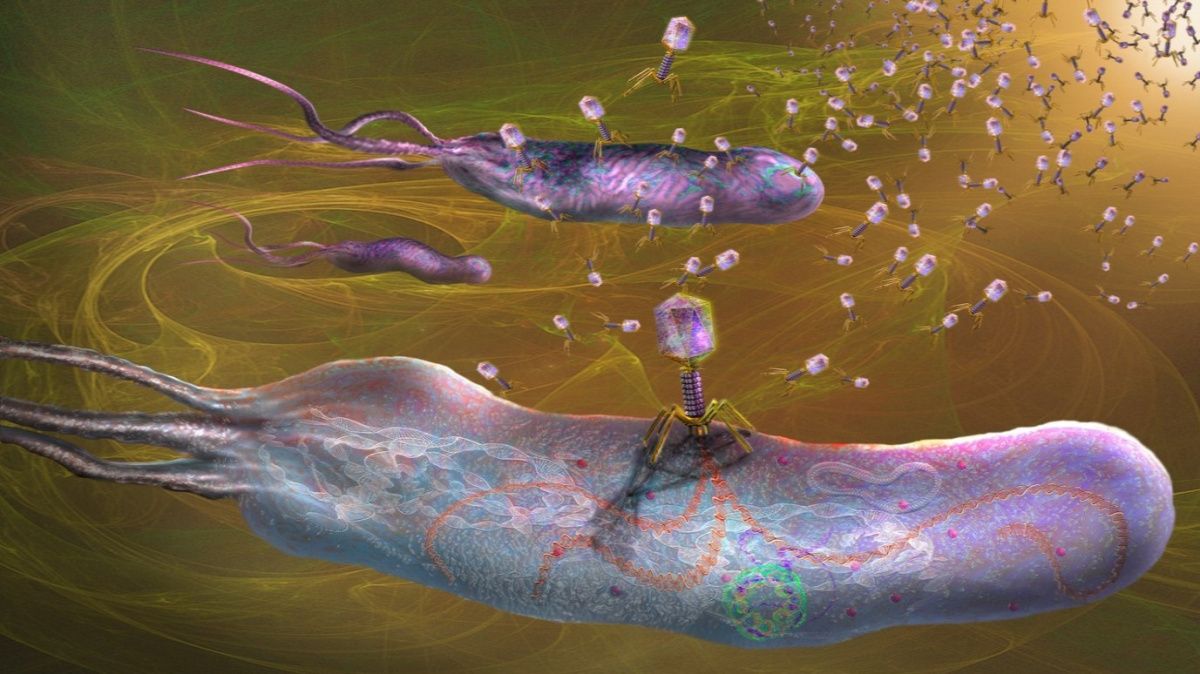 Neproklínejte viry. Až je ochočíme, zbaví nás odolných bakterií