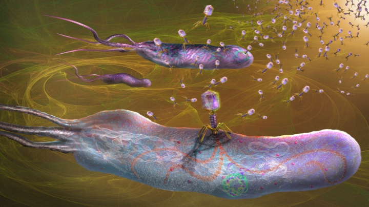 Neproklínejte viry. Až je ochočíme, zbaví nás odolných bakterií