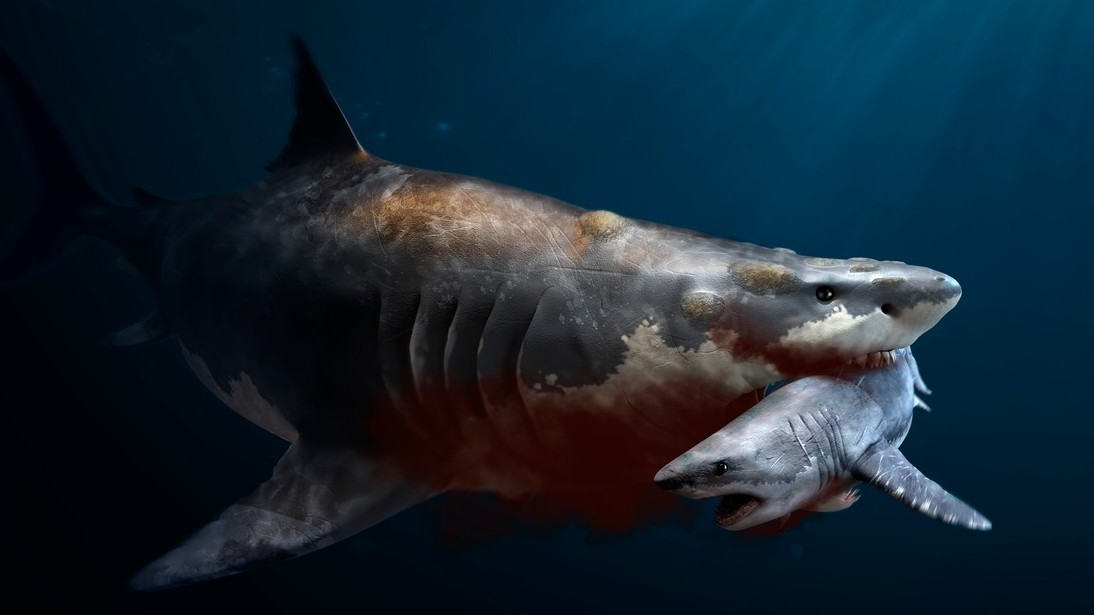 Obří žraloci se požírali už před narozením v děloze. Děsivé, ale účinné