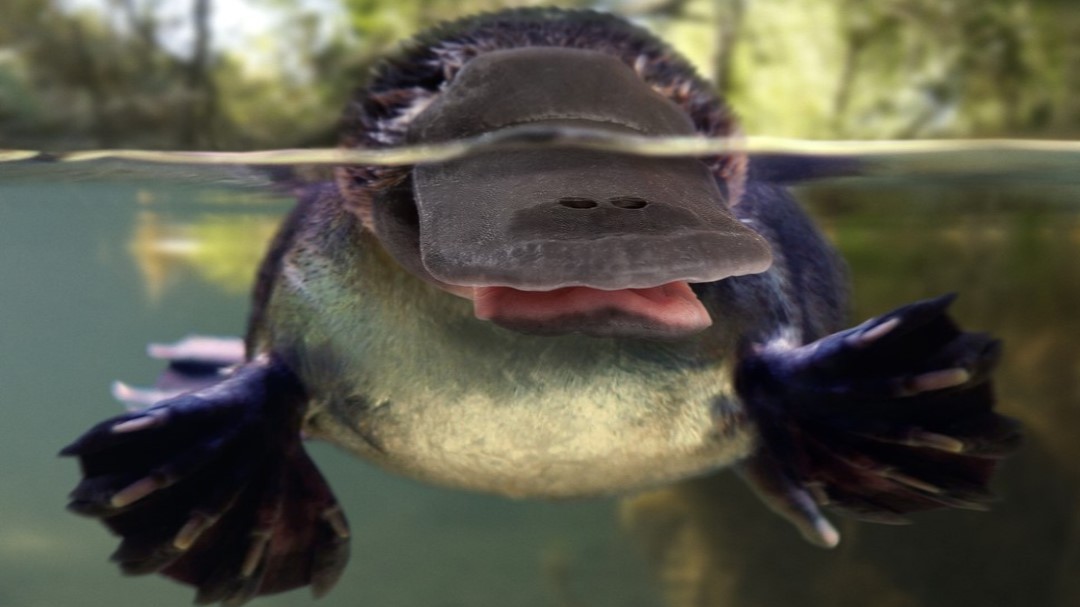 Tenhle tvor má geny savců, ptáků i plazů. Znáte snad podivnější zvíře?