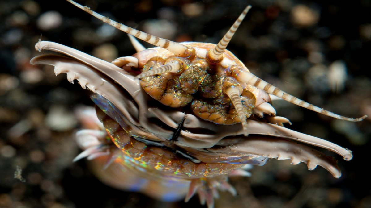 Draví červi byli postrachem dávných moří