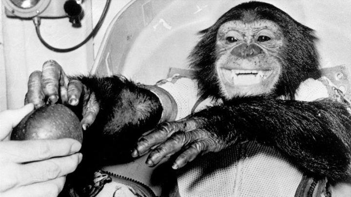 Lahůdka pro pamětníky: Šimpanz Ham, první hominid ve vesmíru