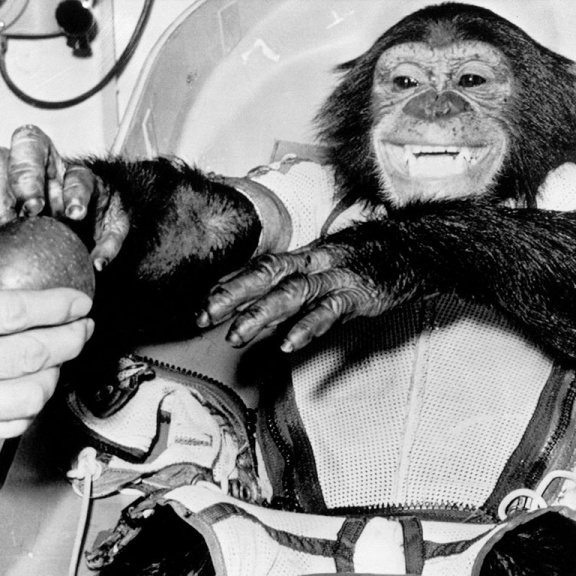 Lahůdka pro pamětníky: Šimpanz Ham, první hominid ve vesmíru