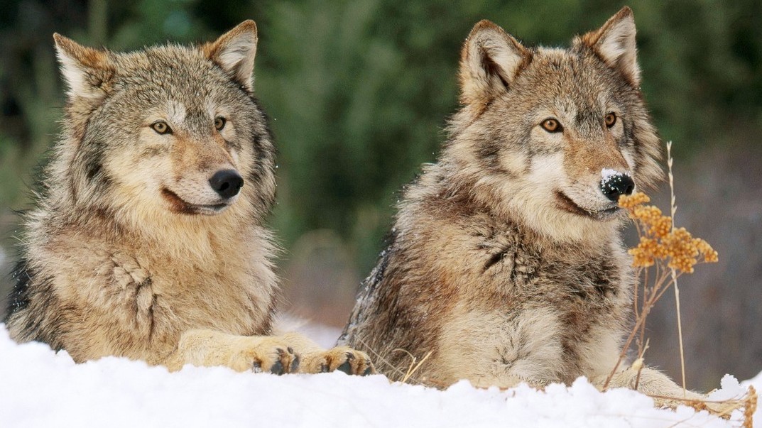 Vlci se ochočili sami. K lidem je přivedla vůně opékaného mamuta