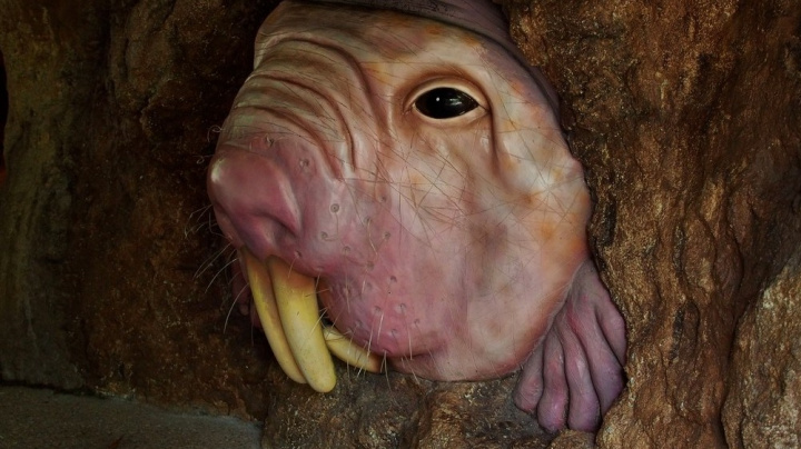 Tenhle rypoš má s vámi společného víc, než si myslíte