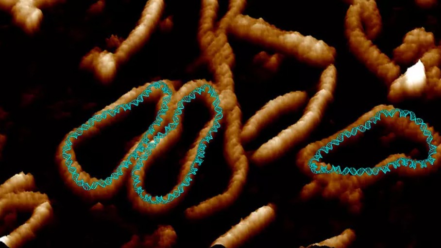 Šroubovice DNA v našich buňkách tančí jako divá. Vědci to viděli poprvé
