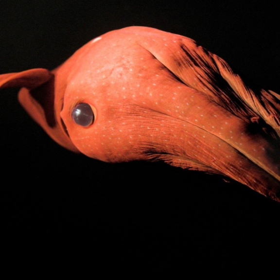 Upíří chobotnice přečkala v hlubinách apokalypsu, která vyhubila dinosaury