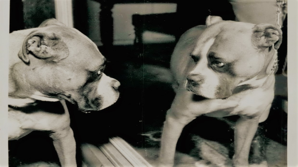 Pes pozná sám sebe. Ne však v zrcadle