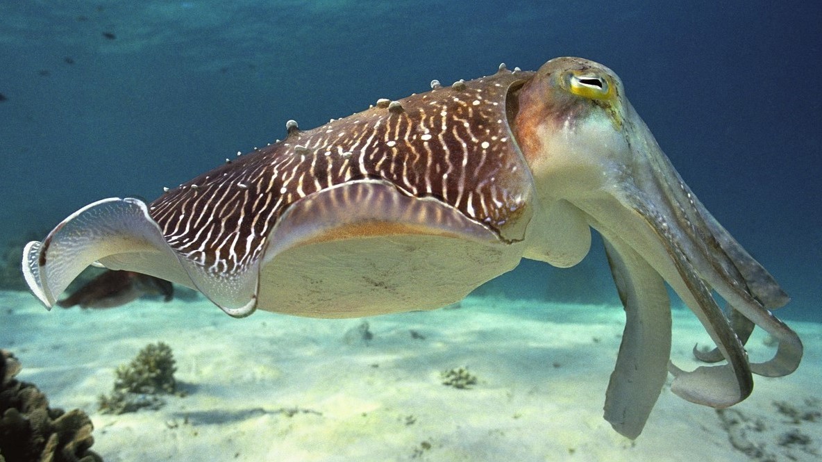 Hlavonožec zvládl test inteligence určený pro děti, počkal si na lepší ‚žužu‘