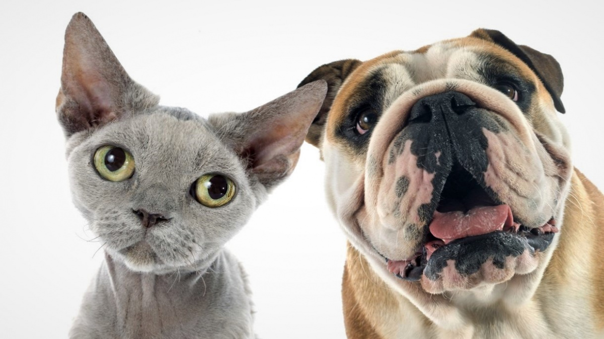 Kočky po smrti svých kamarádů truchlí jako lidé, naznačuje výzkum