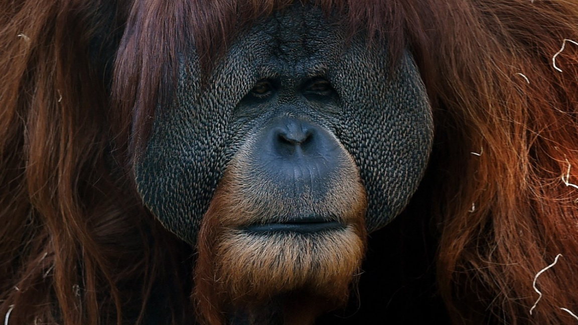 Proti covidu byli v zoo očkováni první orangutani a ...