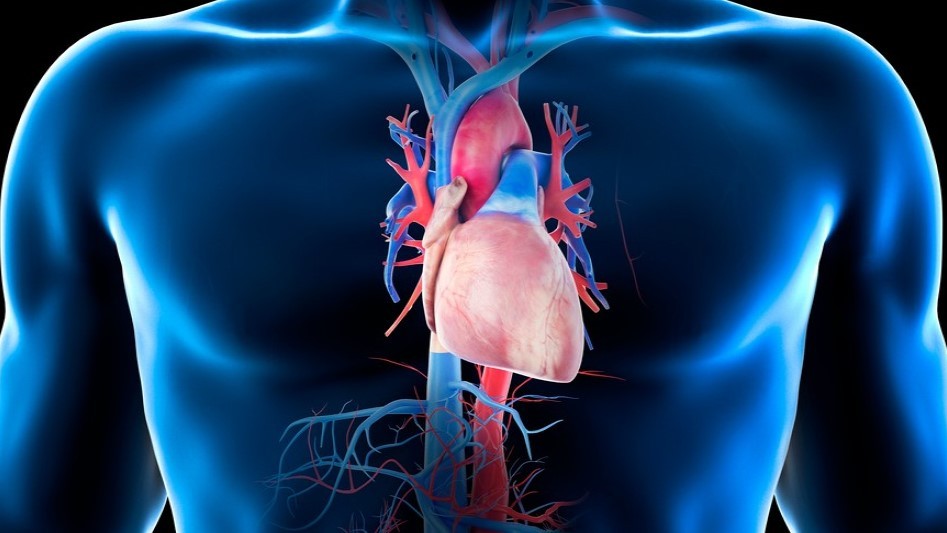 Naše srdce je jako žárovka, před smrtí zabliká