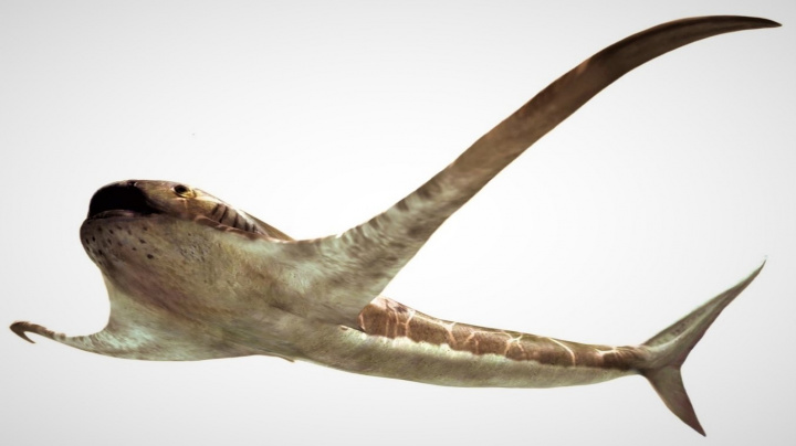 Popsán zatím nepoznaný 'orlí' žralok, exot z éry dinosaurů