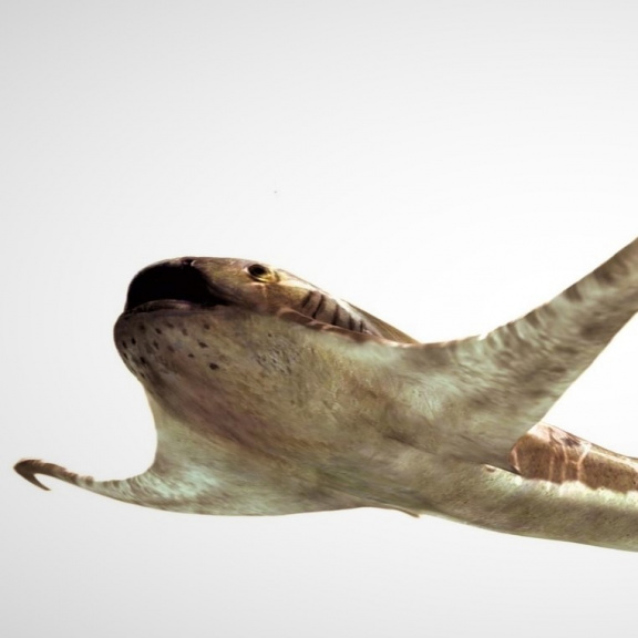 Popsán zatím nepoznaný 'orlí' žralok, exot z éry dinosaurů