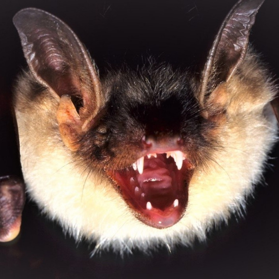 Dosud neznámé netopýří koronaviry nalezeny na jihu Číny