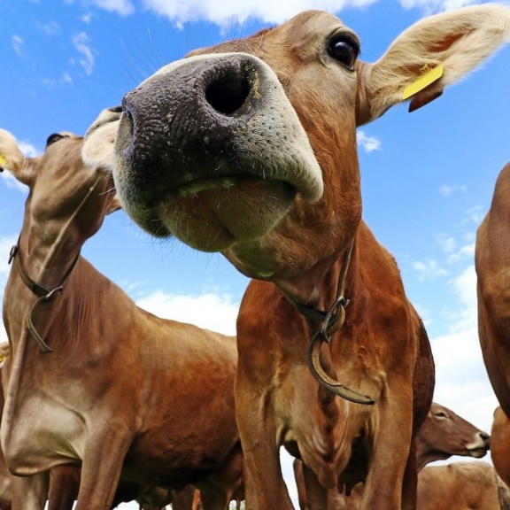 Věda stvořila nízkoemisní krávy, které přežvykují řasy