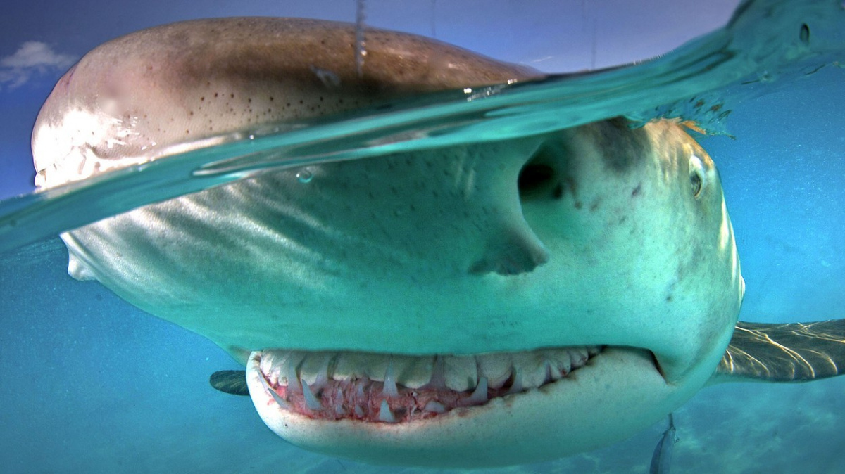 Člověk jako žralok? Věda nám dává naději na obnovu zubů v dospělosti