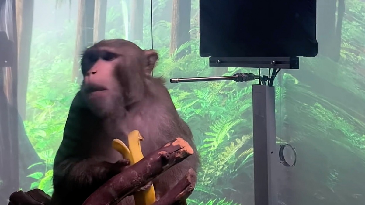 Opice s čipem v mozku hraje telepaticky videohru. Komu tím prospějete, Musku?