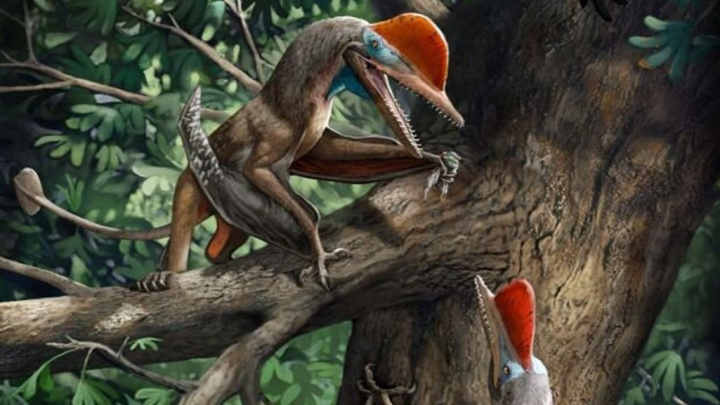 Objeven ptakoještěr, který měl palec jako člověk a lezl po stromech