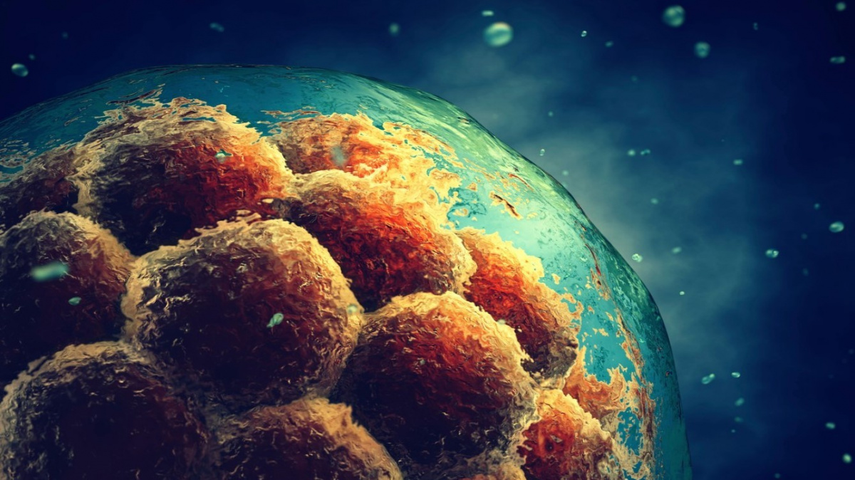 Vytvořena bizarní embrya. Jsou z části lidská, z části opičí