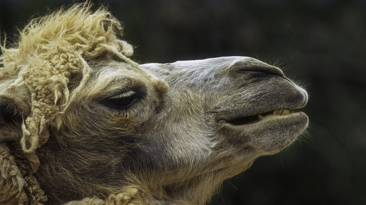 Také velbloudi nesnášejí šťourání v nose. Test na koronavirus je ale nemine