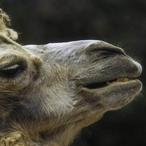 Také velbloudi nesnášejí šťourání v nose. Test na koronavirus je ale nemine