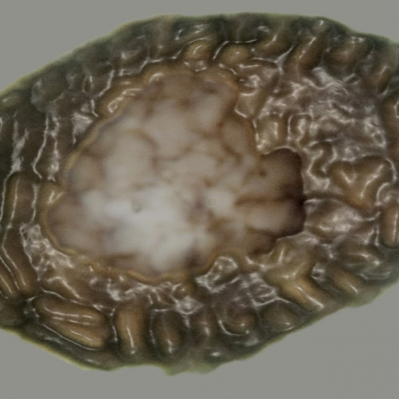 Nalezena nejstarší fosilie mnohobuněčného předka živočichů včetně člověka