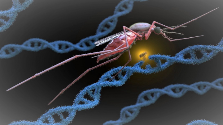 Rozkaz zněl jasně: Snížit počet infekcí. A tak vypustili geneticky upravené komáry