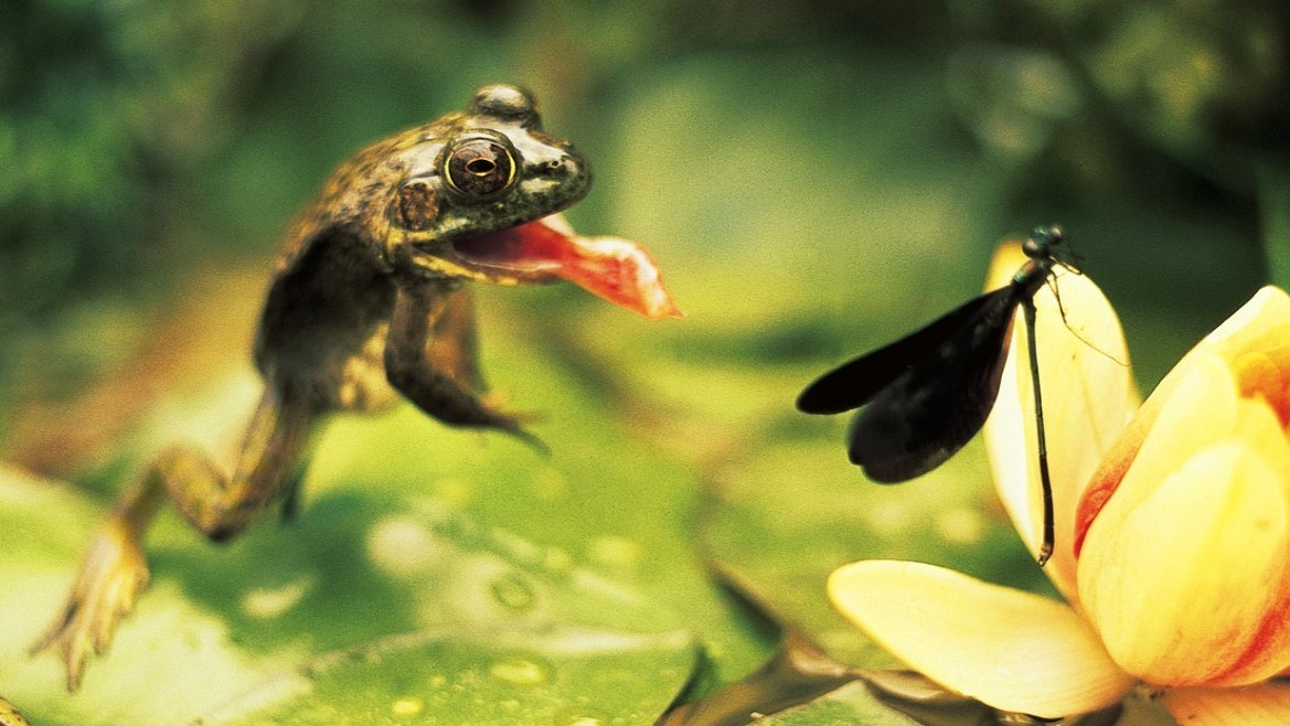 Žabí jazyk je jednou z nejdokonalejších zbraní, které stvořila evoluce
