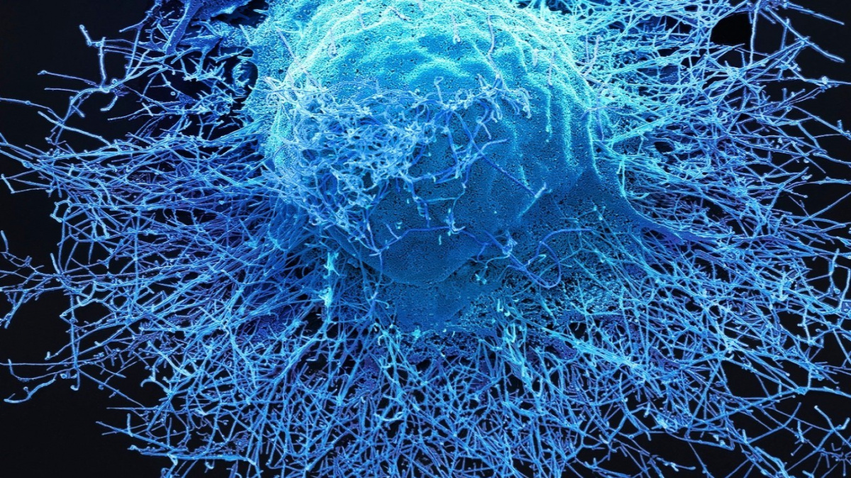 Koronavirus řádil hlava nehlava, patrně vyhubil dva kmeny chřipky