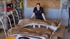 Gigant a australského outbacku