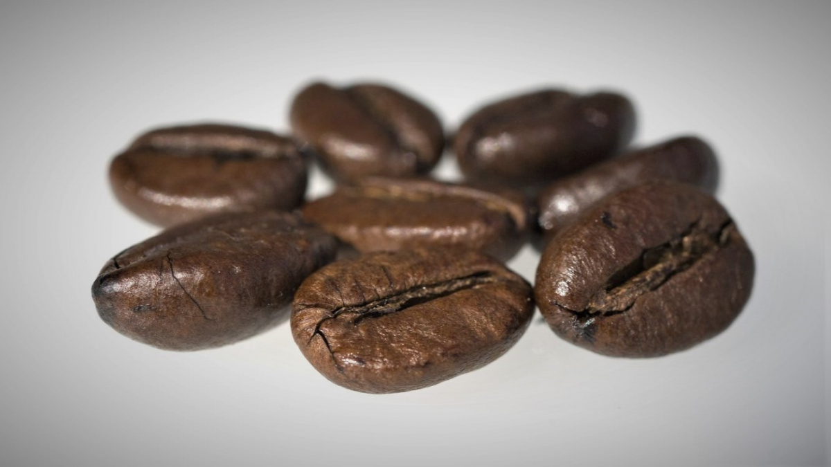 Biologové oživili plíseň, která kradla geny a téměř vyhubila kávu