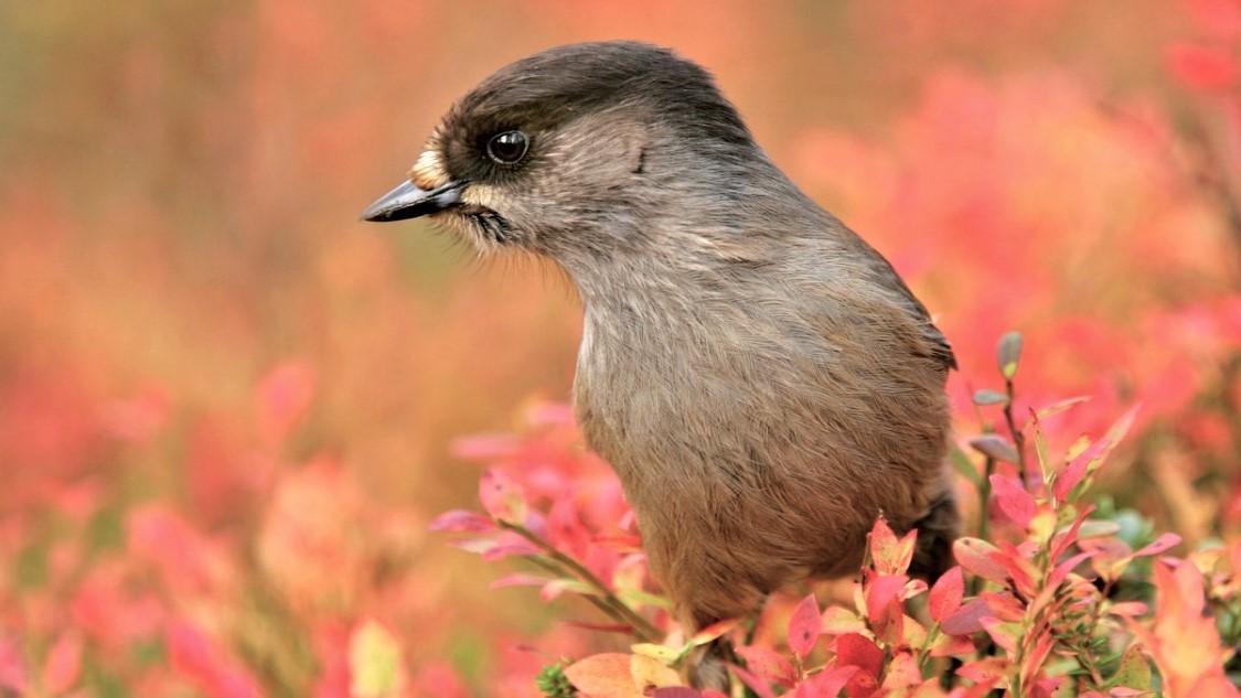 Tento pták dokáže lhát, až se mu od zobáku práší