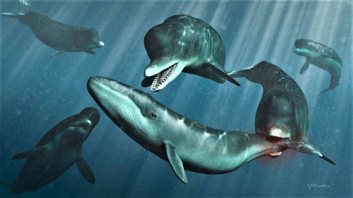 Moravu omývalo prehistorické moře Paratethys. Proč zmizelo?