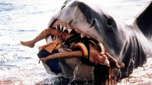 Vraždící žralok, který inspiroval filmaře a donutil odborníky k zamyšlení