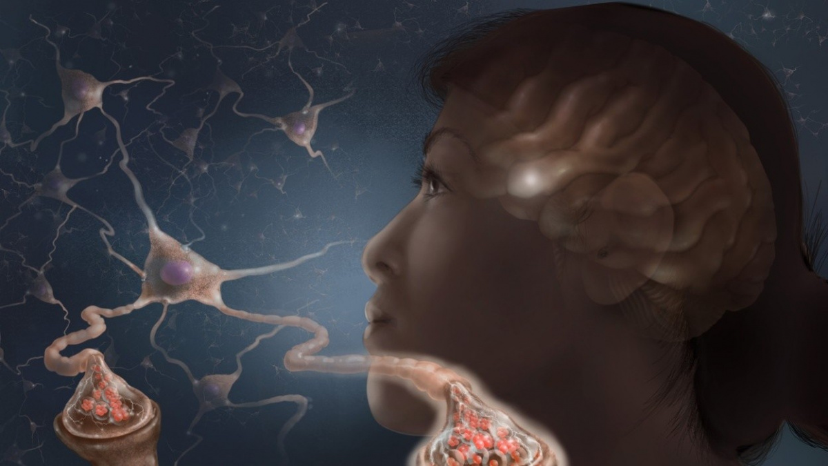 Zaznamenán dosud neznámý signál v lidském mozku