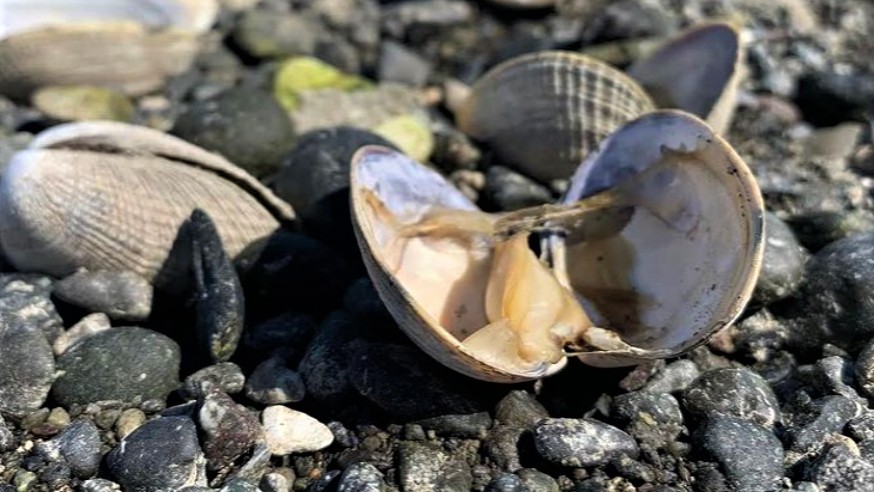Výheň na pobřeží uvařila zaživa desítky tisíc mořských živočichů