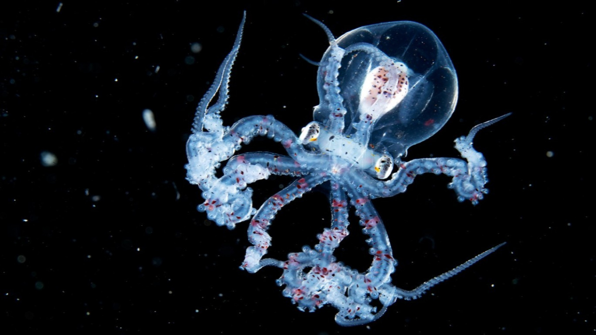 Video zachytilo průhlednou chobotnici. Vzácný tvor se vznášel v Pacifiku