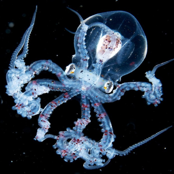 Video zachytilo průhlednou chobotnici. Vzácný tvor se vznášel v Pacifiku