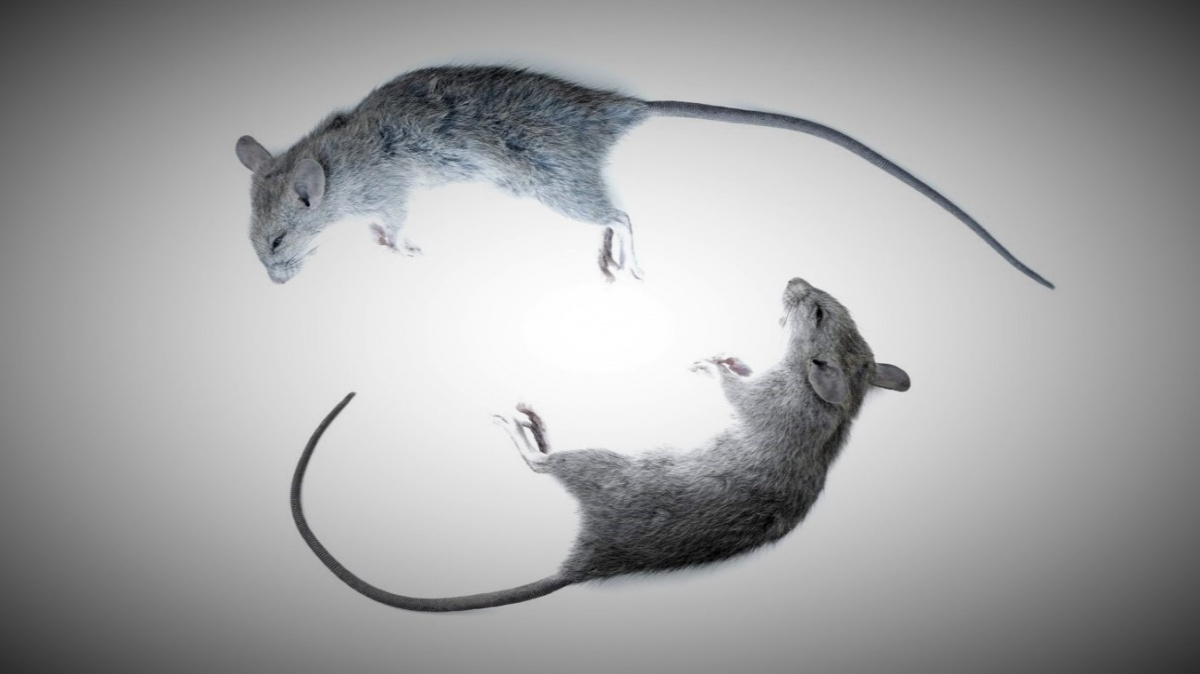 Dočkáme se dětí bez těhotenství matky? S hlodavci jsme k tomu udělali krůček