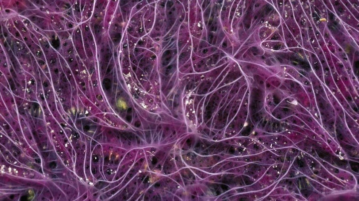 Fosilie z útesů mohou otřást naším pohledem na evoluci