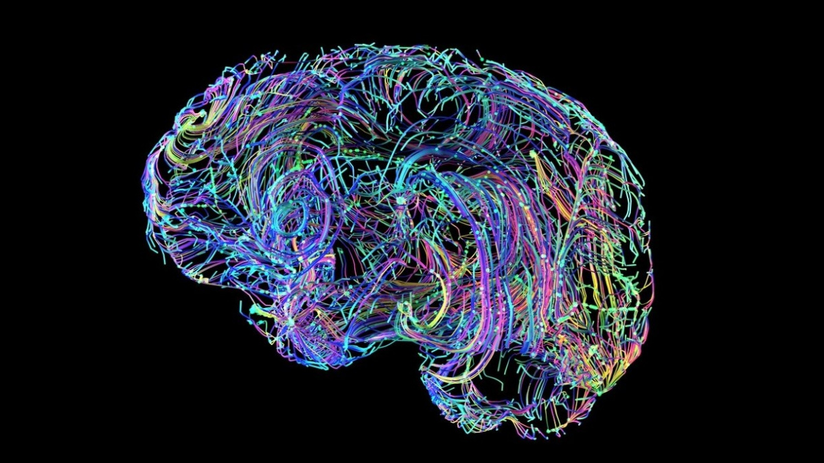 Vědci vypěstovali minimozky s očima, které ‚vidí‘