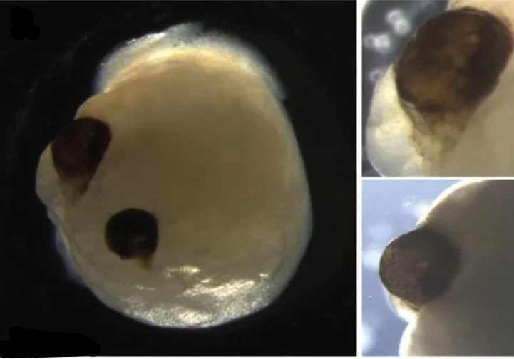Scientists grow mini limbs with ‘seeing’ eyes