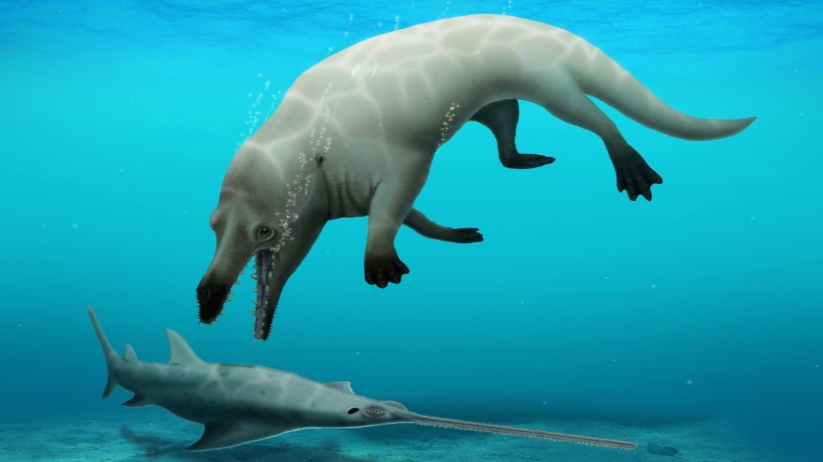 Objeven bizarní předchůdce velryb, který chodil po čtyřech