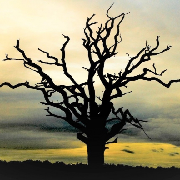 Mrtvé stromy ročně uvolní stejně uhlíku jako světové emise z fosilních paliv