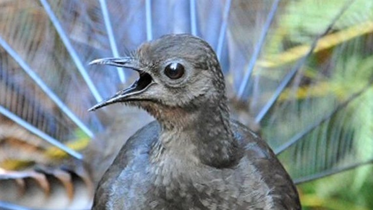 Video zachytilo famózního opeřence, který neuvěřitelně imituje vřískot dítěte